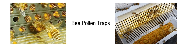 Beehall Bee Products Supplier Customized Raw Rape Bee Pollen