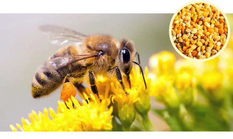 Beehall Bee Products Supplier Nop EOS Certificates Wholesale Bee Pollen