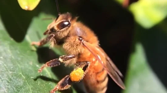 オーガニック食品メーカーBeehallが高品質の天然蜂花粉を大量販売